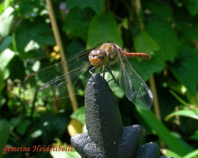 gemeine Heidelibelle w.jpg