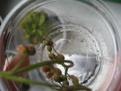 sonnentau blüte.JPG