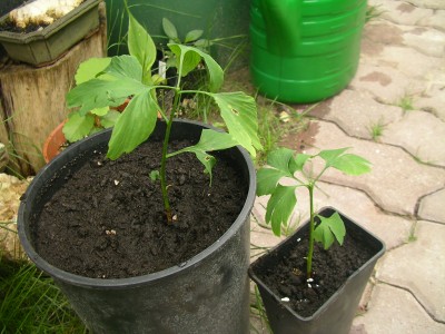 ginkgo 001.JPG
