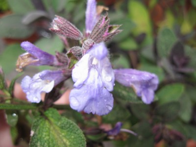 Kopie von Purpursalbei_2.JPG