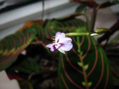 Kopie von Pfeilwurz2_2.JPG