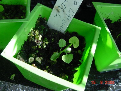 Aristolochia littoralis 0808.jpg