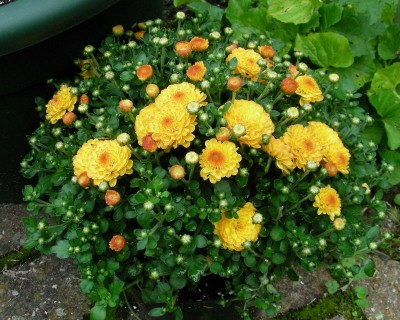 schon Herbstblumen w.jpg