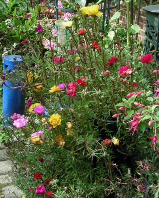 Portulakröschen 2 w.jpg