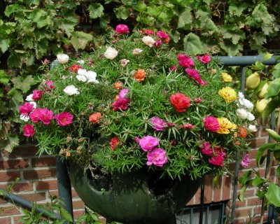 Portulakröschen 1 w.jpg