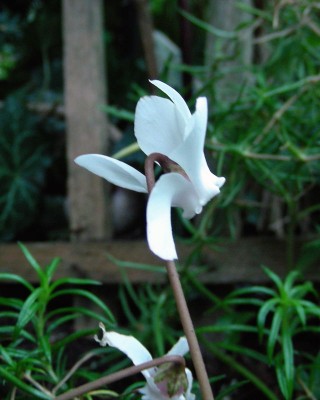 weißes Alpenveilchen w.jpg