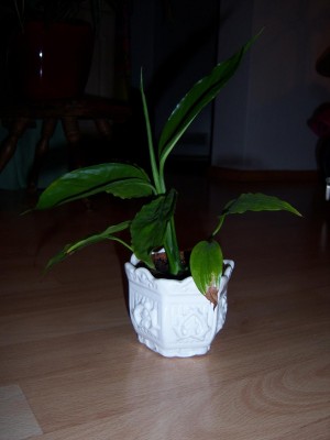 blume2.JPG