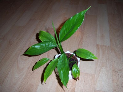 blume3.JPG