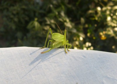 Heupferd - Kopie.JPG