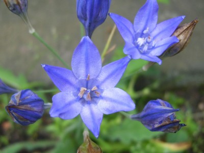 DSCI0069 - Kopie.JPG