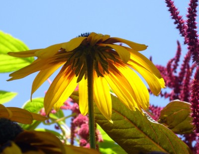 DSCI0135 - Kopie.JPG