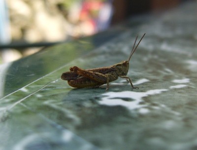 Grashüpfer (3) - Kopie.JPG