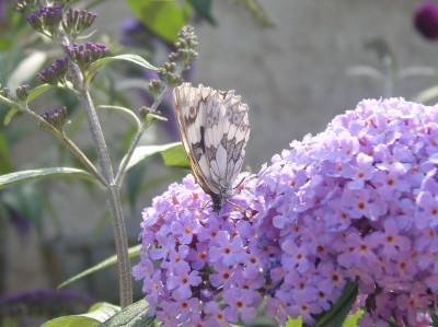 DSCI0189 - Kopie.JPG