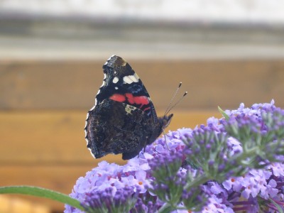 DSCI0185 - Kopie.JPG