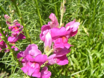 DSCI0169 - Kopie.JPG