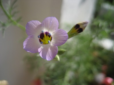 gilia.JPG