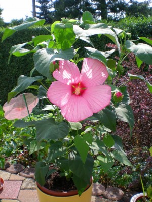 DSCN08930001.JPG