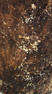 Callistemon Ballen.jpg