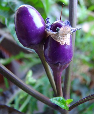 25.07.2008 chili.jpg