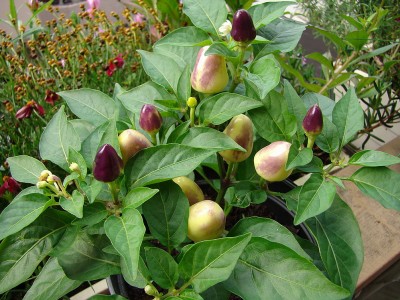 15.08.2008 chili2.jpg