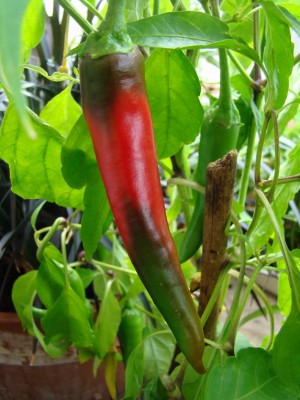 02.08.2008 chili unbekannt.jpg