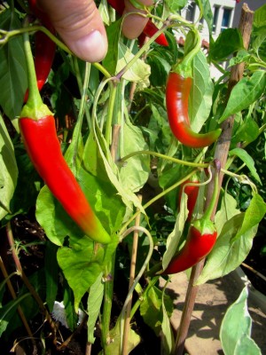 16.08.2008 chilis.jpg