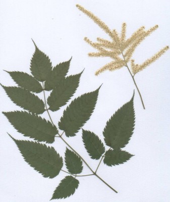 Herb4.jpg