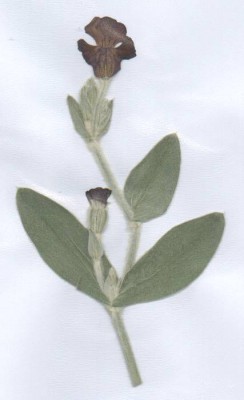 Herb3.jpg