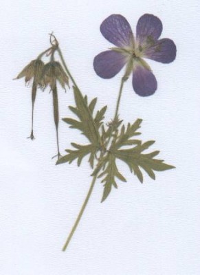 Herb2.jpg