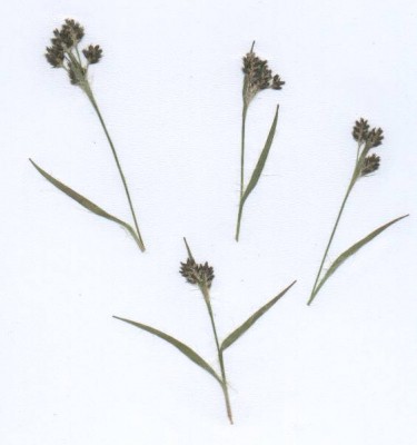 Herb1.jpg
