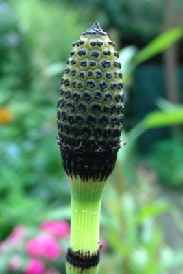 Sumpfschachtelhalmblüte w.jpg