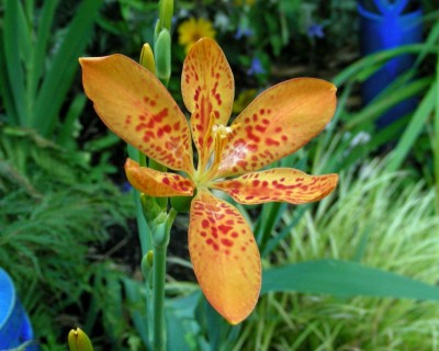 Leopardenblume w.jpg