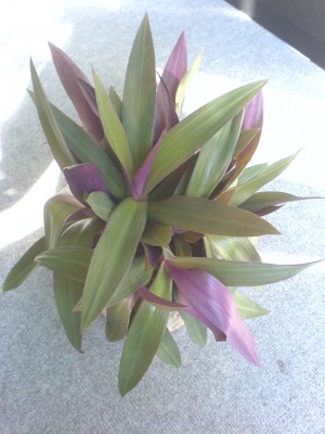 Tradescantia_pallida_1.JPG