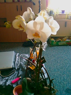 Phalaeonopsis.jpg