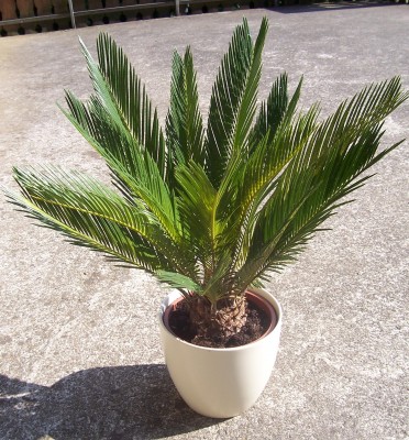 palmfarn01.JPG