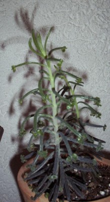 ZP 019.jpg