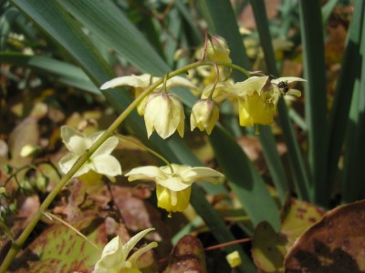 epimedium.JPG