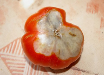 tomate.jpg