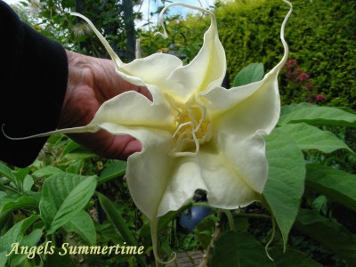 Angels summertime innen w.jpg