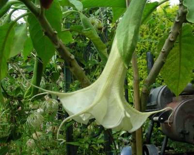 Angels summertime w.jpg