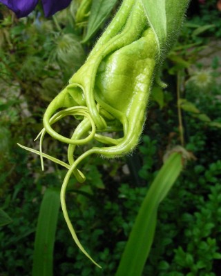 Angels summertime Knospe w.jpg