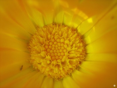Ringelblume - Calendula officinalis....JPG