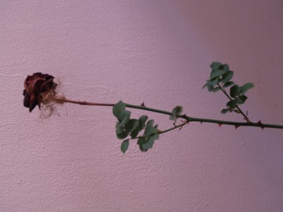 P1019763.JPG