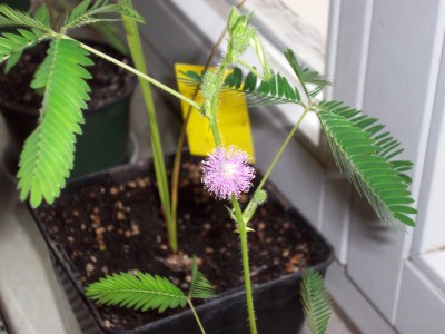 08-08-18 Mimose (1).JPG