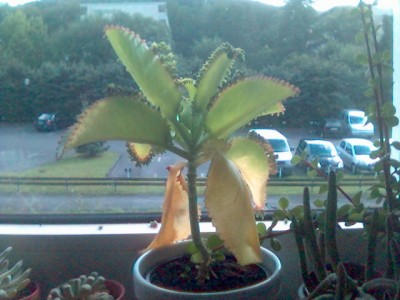Kalanchoe.jpg