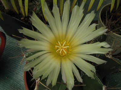 IMG_7734 Astrophytum ornatum.JPG