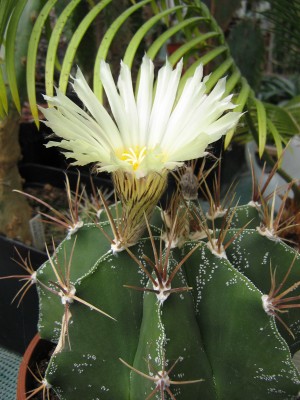 IMG_7735 Astrophytum ornatum.JPG