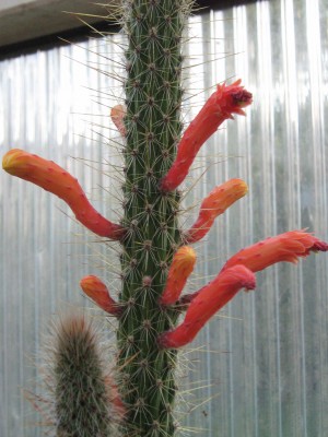 IMG_7761 Cleistocactus baumannii.JPG