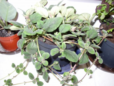 P1010004.JPG