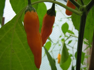 IMG_7807 Criolla Sella.JPG